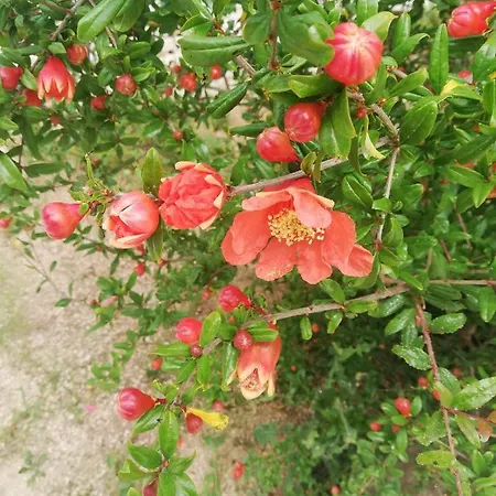 Lägenhetshotell Trullidea