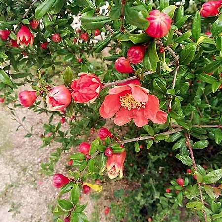 Trullidea Aparthotel Alberobello